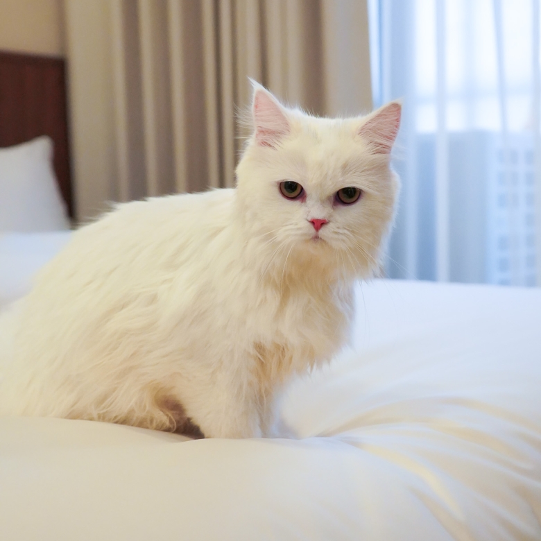 พรีเว่ คอนโด กังสดาล ขอนแก่น