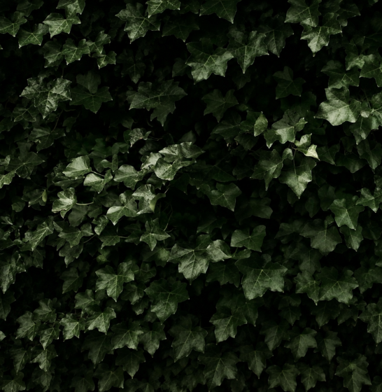 BG-THE IVY PRIVATE RESIDENCE